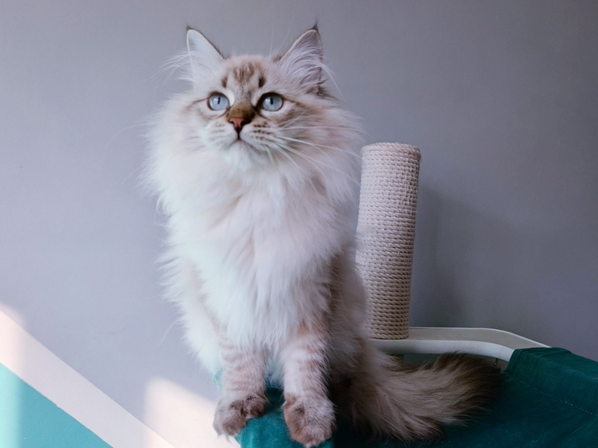 Шикарна клубна невська маскарадна дівчинка Xena