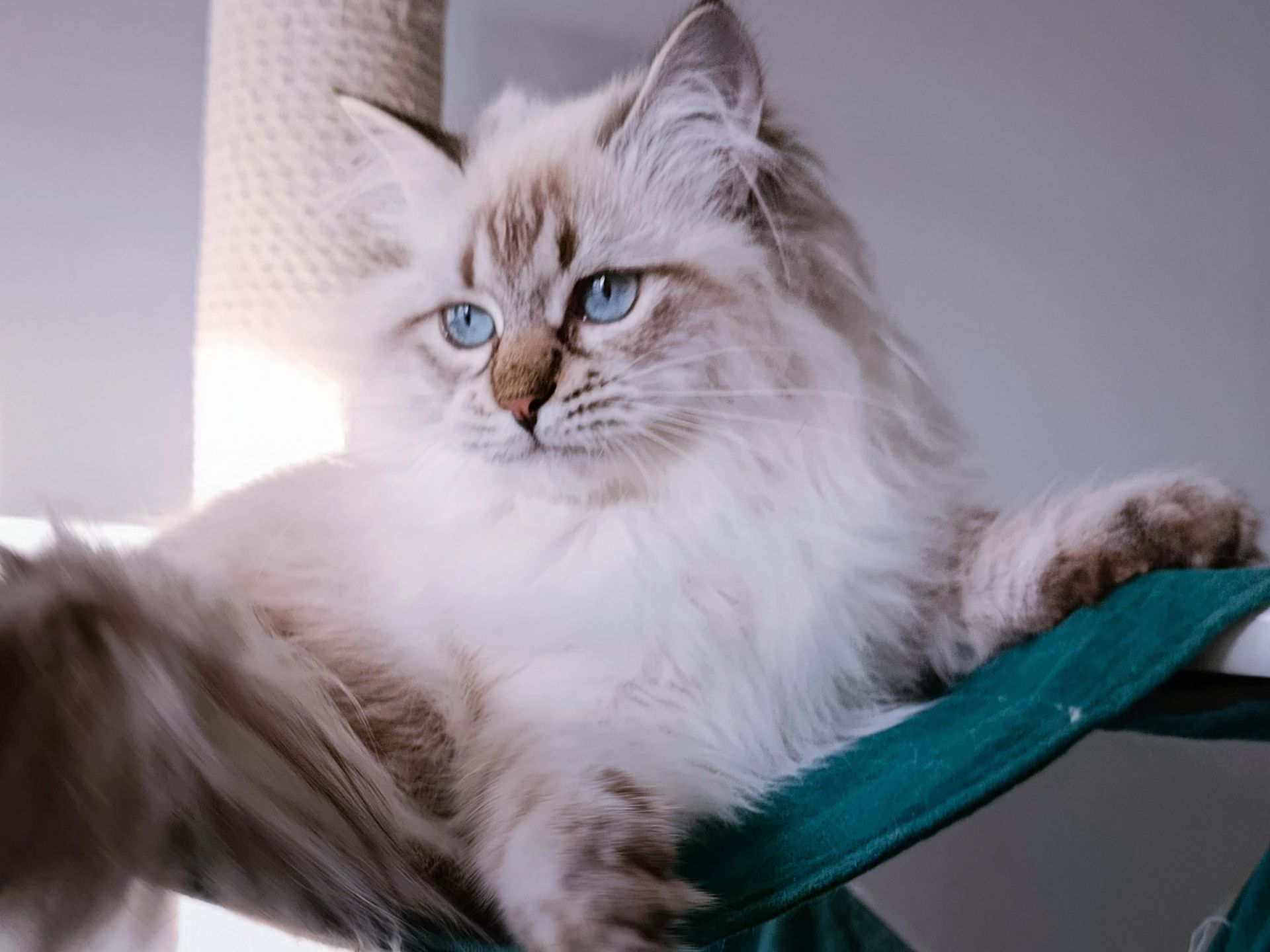 Шикарна клубна невська маскарадна дівчинка Xena