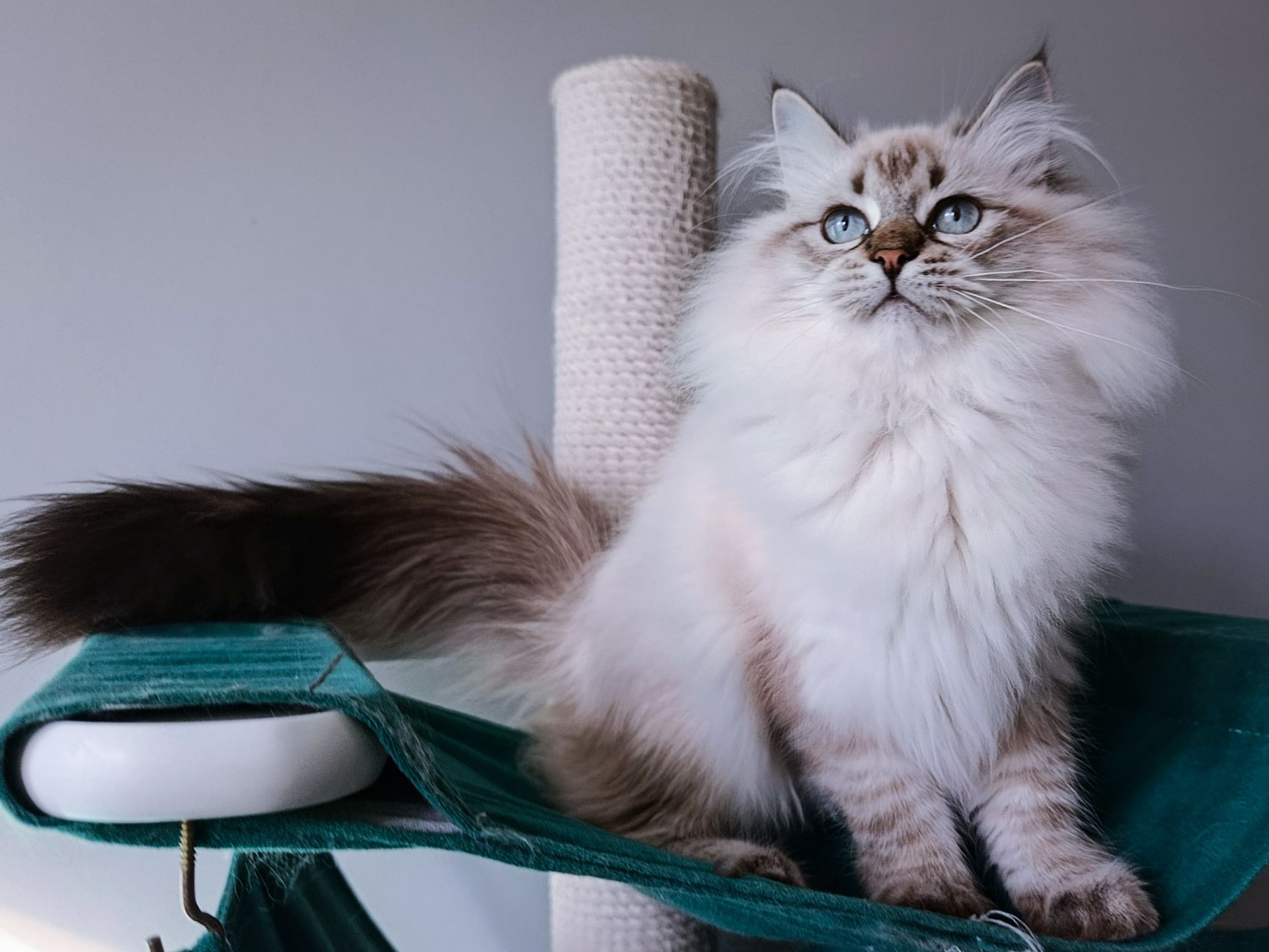 Шикарна клубна невська маскарадна дівчинка Xena