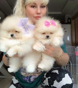 Цуценята померанського шпіца готові