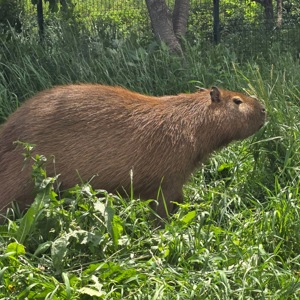 Капібара самець