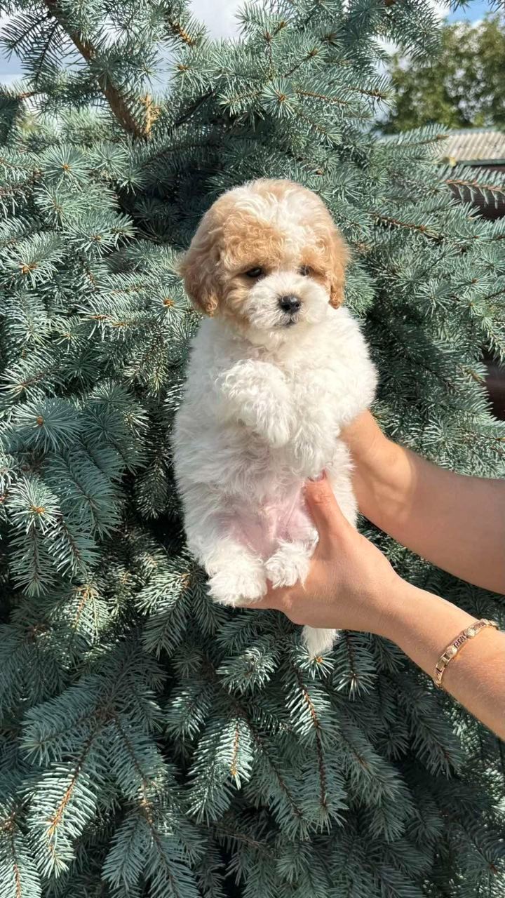 Цуценята мальтіпу Ф1