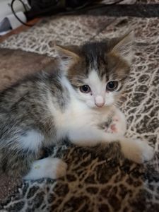 Кошеня