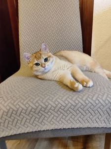 Котик золотий британець ny12
