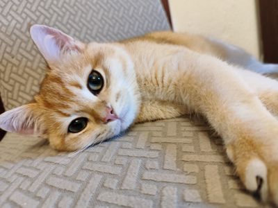 Котик золотий британець ny12