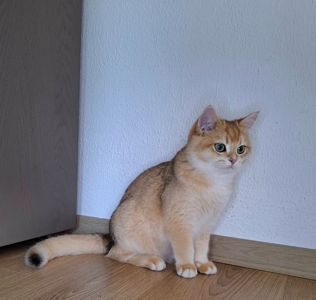 Котик золотий британець ny12