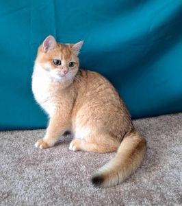 Котик золотий британець ny12