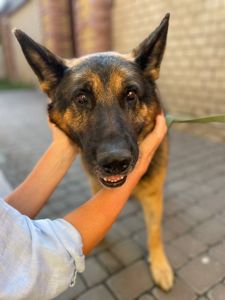 Німецький вівчур Грей