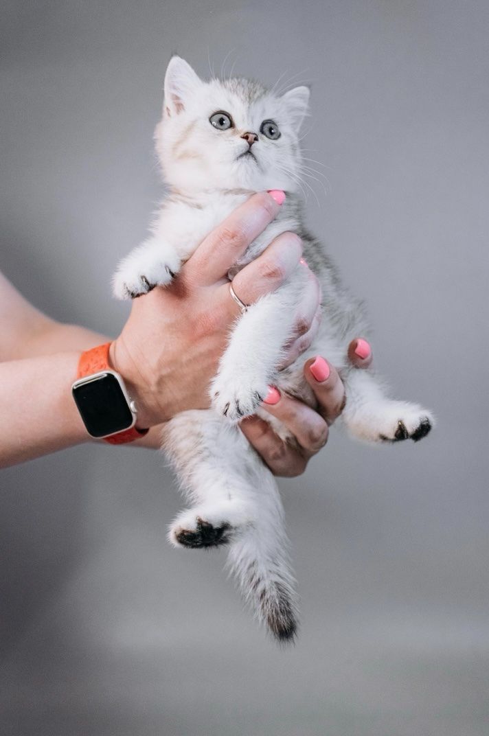 Кошеня шотландське срібна шиншила