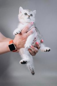 Кошеня шотландське срібна шиншила