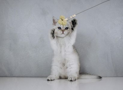 Кошеня шотландське срібна шиншила