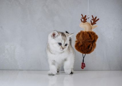 Кошеня шотландське срібна шиншила