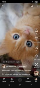Сяюче-золотаве кошенятко