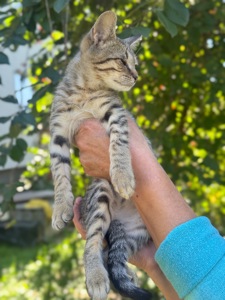 Сіре кошеня хлопчик