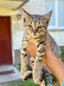 Сіре кошеня хлопчик