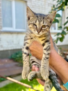 Сіре кошеня хлопчик
