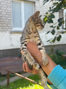 Сіре кошеня хлопчик