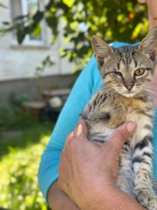 Сіре кошеня хлопчик