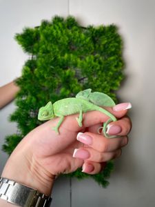 Єменьский хамелеон, зелений хамелеон, красень хамелеон