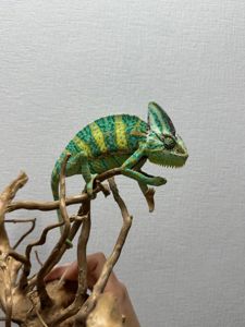 Єменьский хамелеон, зелений хамелеон, красень хамелеон