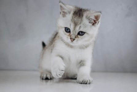Кошеня шотландське срібна шиншила