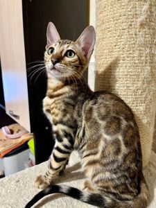 Бенгальская девочка из официального питомника