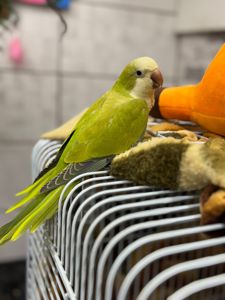 Квакер салатовийй