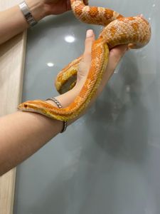 Маїсовий полоз