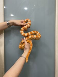 Маїсовий полоз