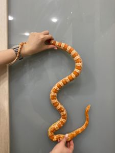 Маїсовий полоз