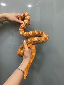 Маїсовий полоз