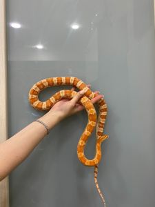 Маїсовий полоз
