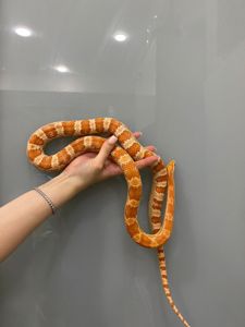 Маїсовий полоз