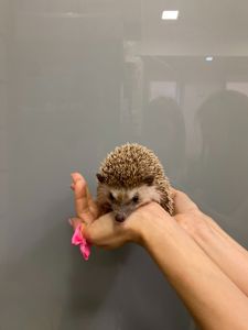 Африканський їжачок