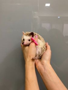 Африканський їжачок