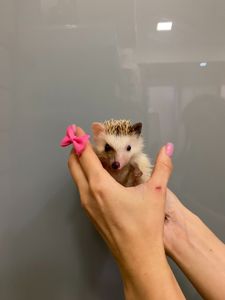 Африканський їжачок