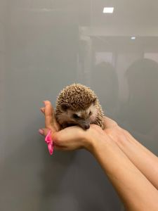Африканський їжачок