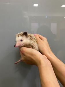 Африканський їжачок