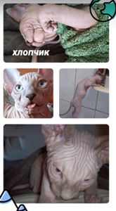 Кошенята