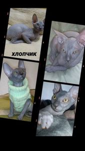Кошенята