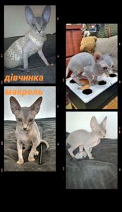 Кошенята