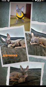 Кошенята