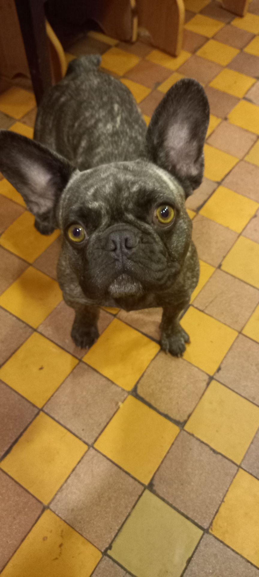 Цуценята француського бульдога