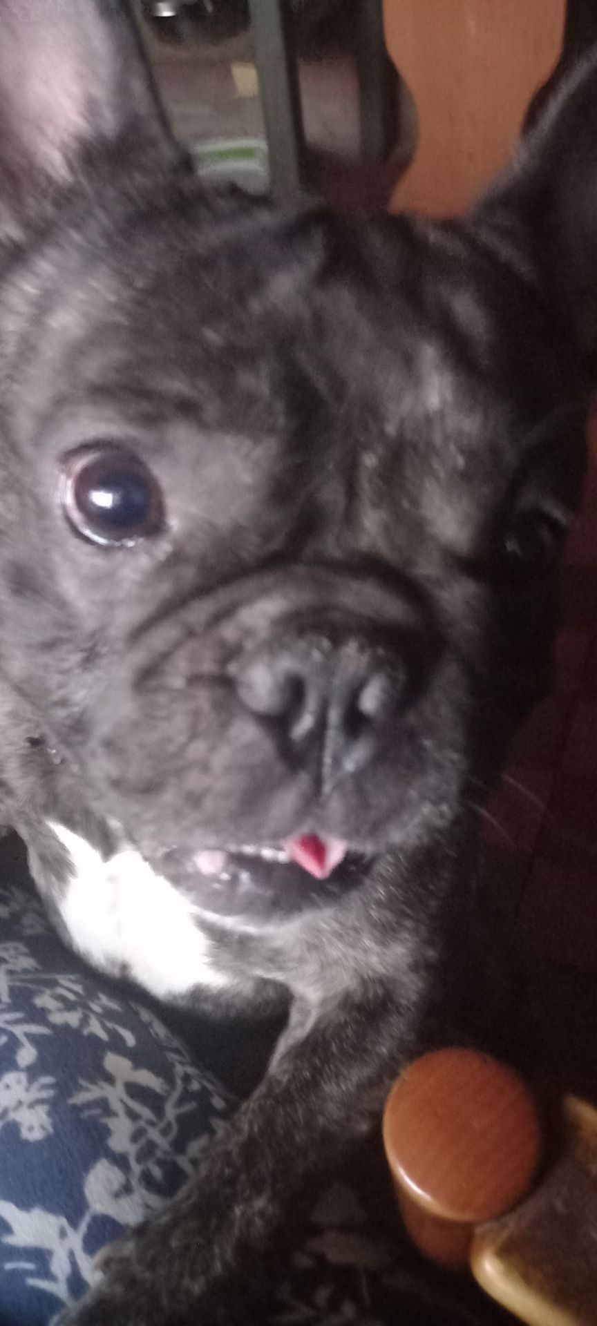 Цуценята француського бульдога