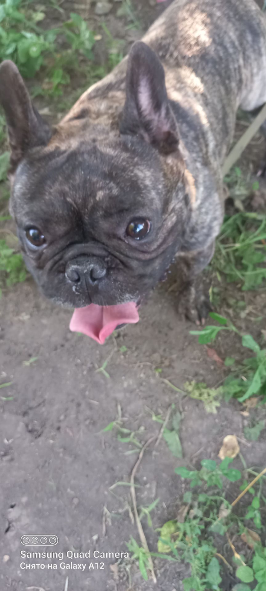 Цуценята француського бульдога