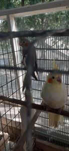 Папуги корели