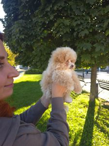 Цуценя мальтипу