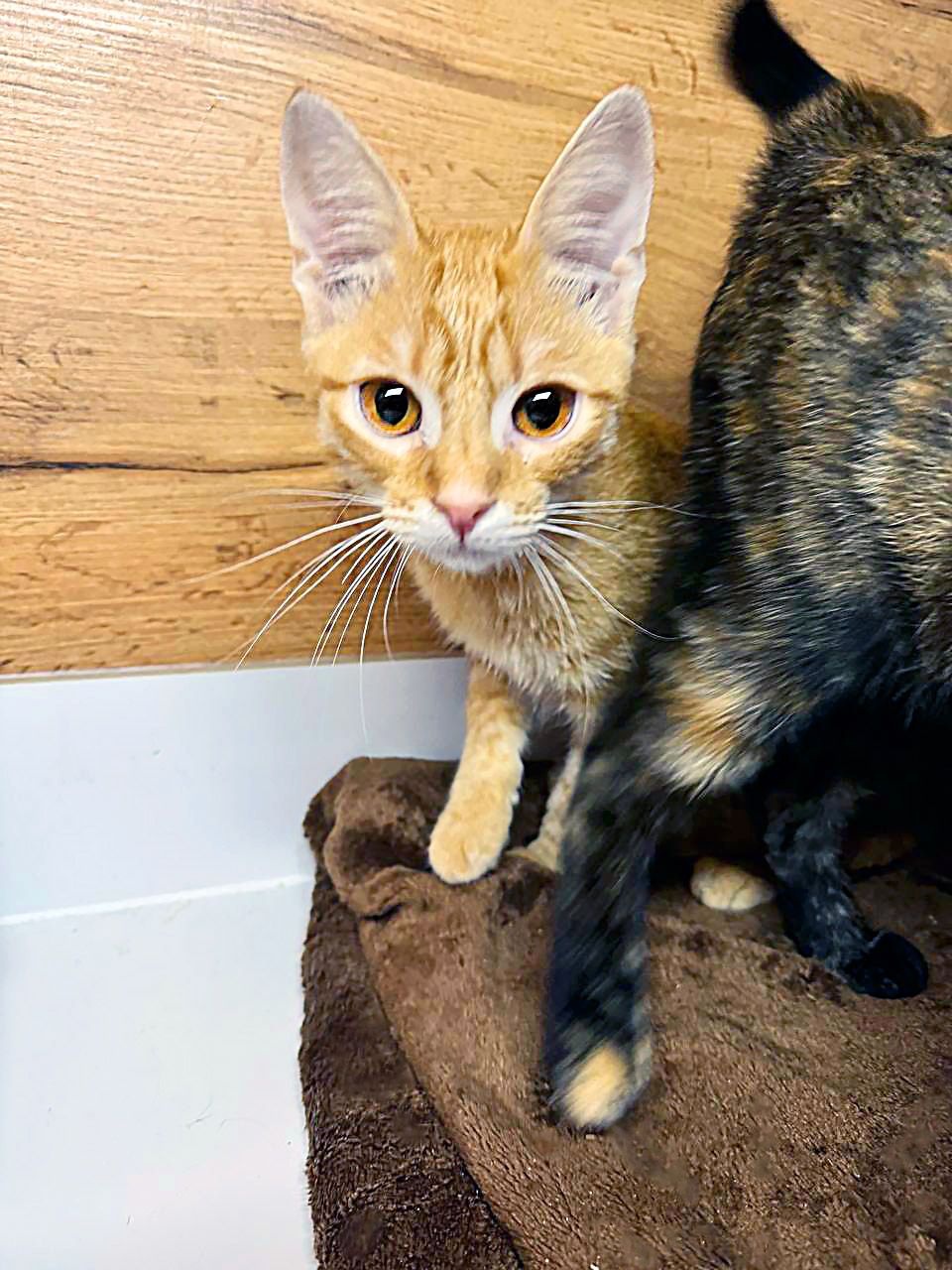 Руде кошеня Рижик з евакуації