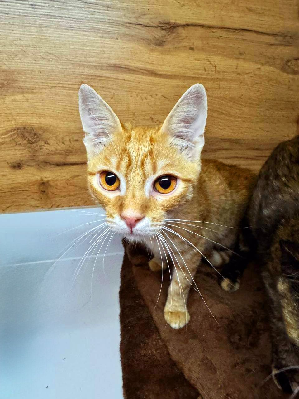 Руде кошеня Рижик з евакуації