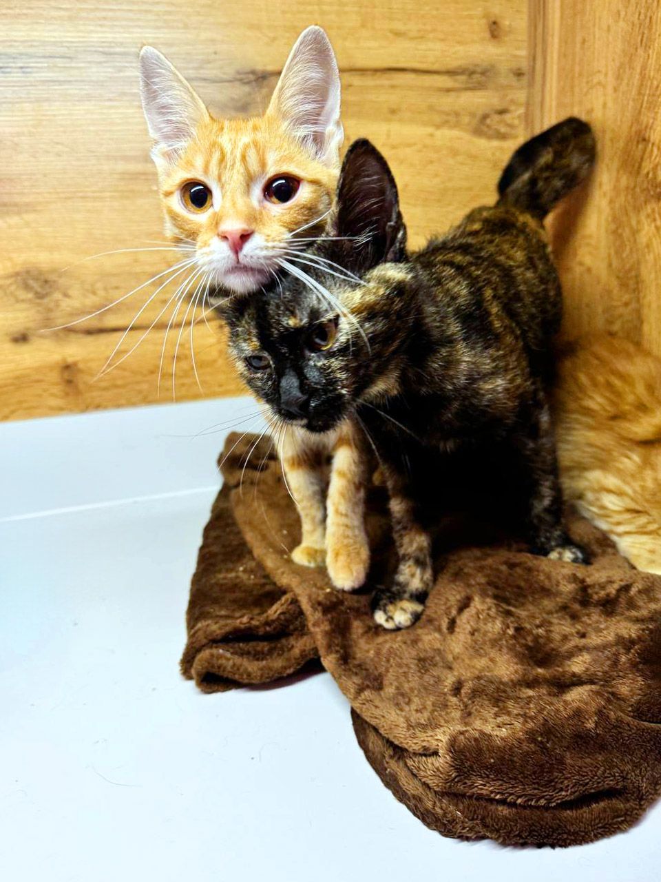 Руде кошеня Рижик з евакуації